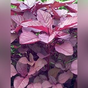 Red Spinach Seeds Only